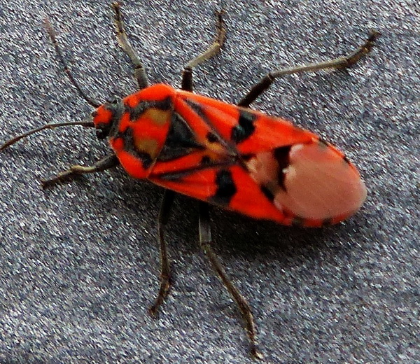 Lygaeidae:  Spilostethus pandurus o furcula?  Spilostethus pandurus !